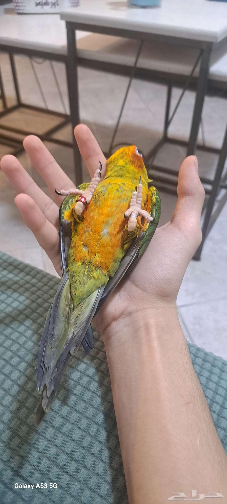 للبيع عرض خاص صن كنيور اليف هدد64367930976003110