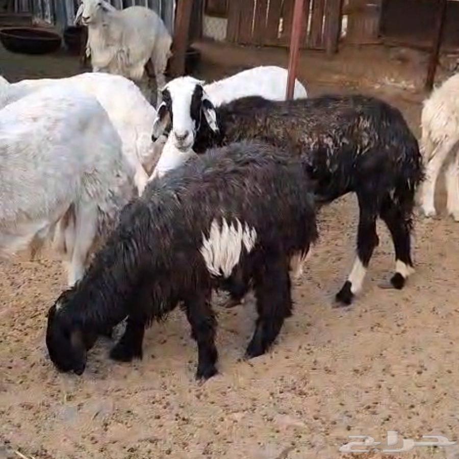 ظان نجدي64367055594626110