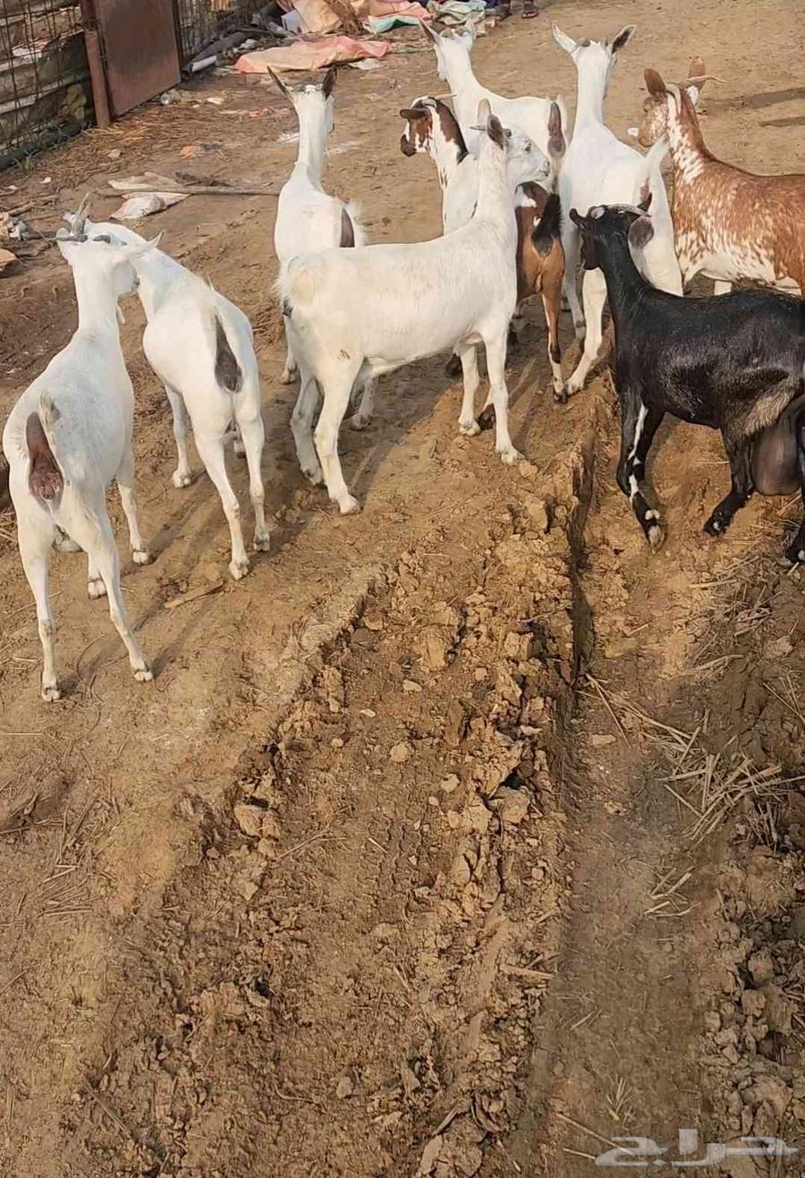 غنم بلدي ابكار مقنى64367376898819111