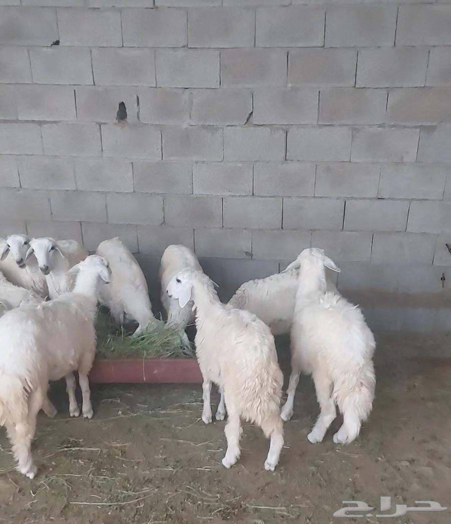 للبيع عدد 15 طليان64374245057921110