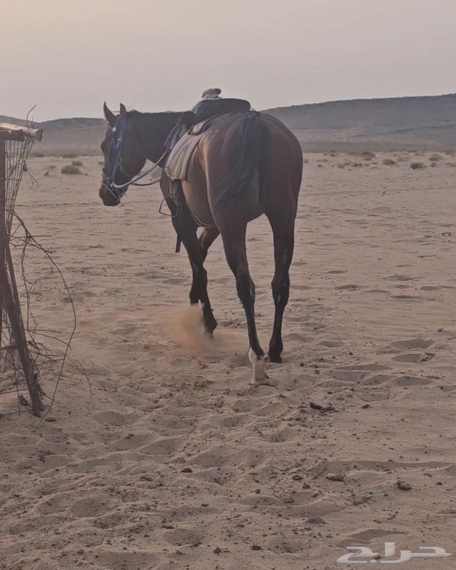 فرس العمر ست اسنين إلى خمس مشباه قبل يوم64374641593475111