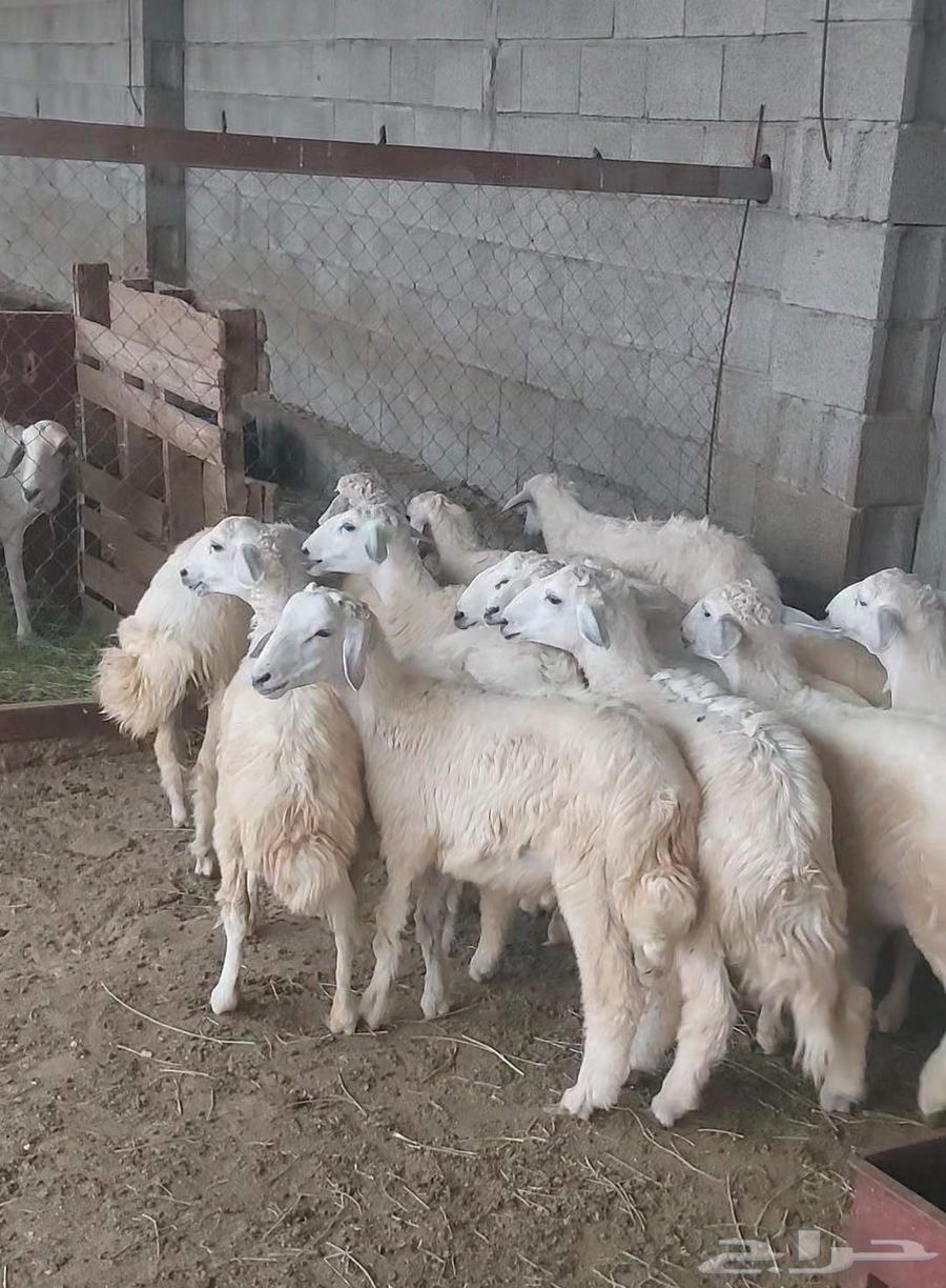 للبيع عدد 15 طليان64374245057921111