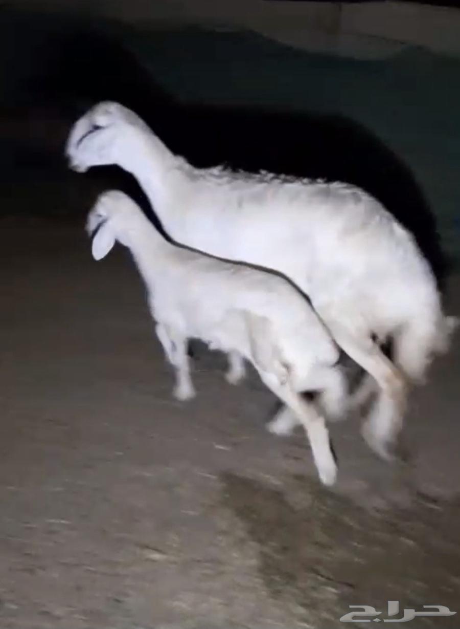 شاه صنف تحتها رخال64377049026177110