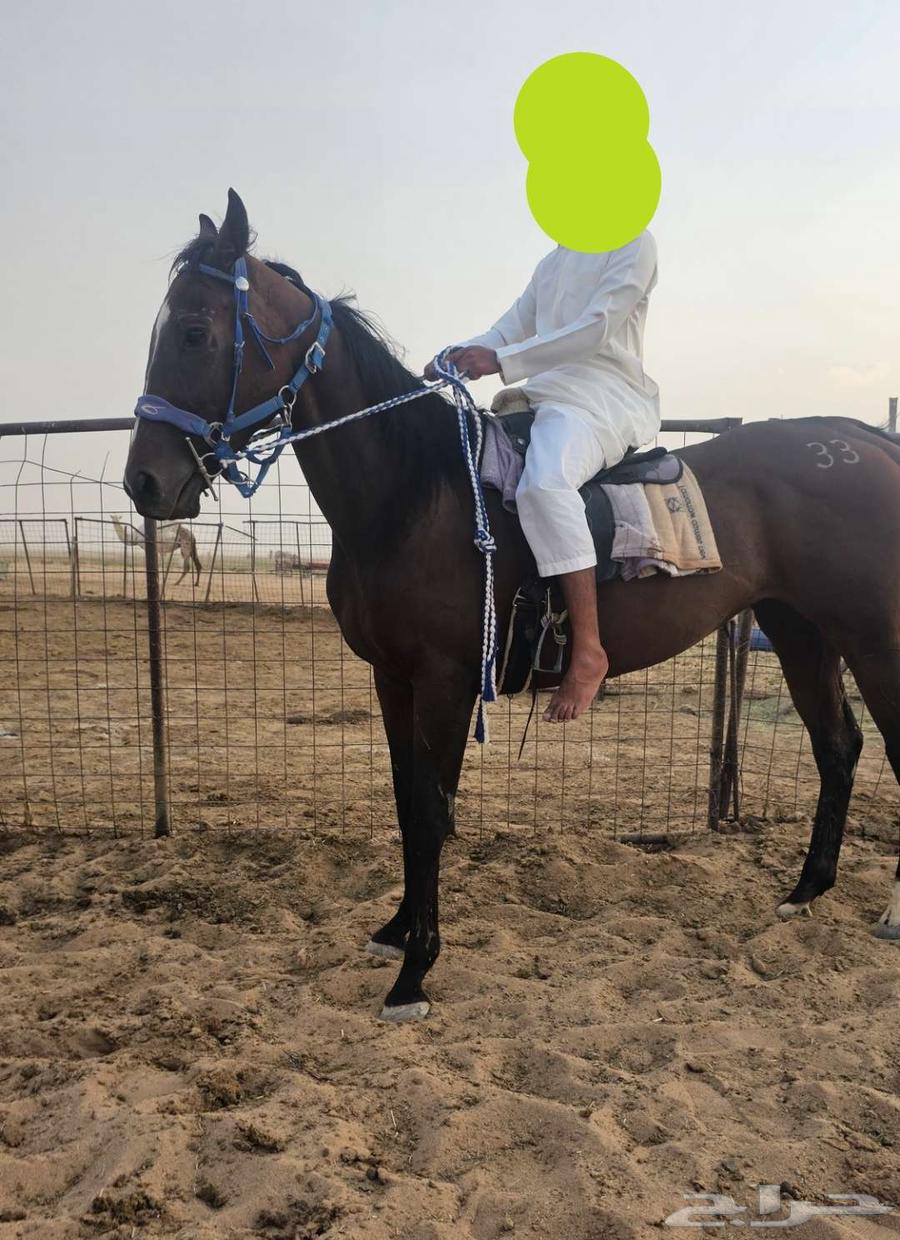 فرس العمر ست اسنين إلى خمس مشباه قبل يوم64374641593475110