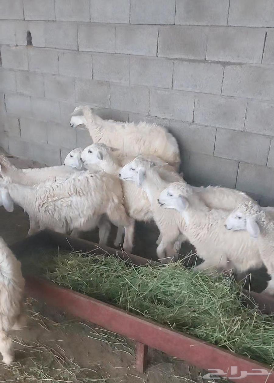 للبيع عدد 15 طليان64374245057921112