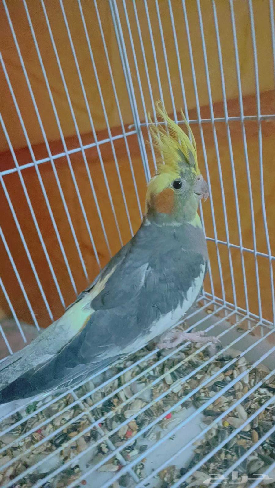 انثى كروان ( منتجه )64370813288705112