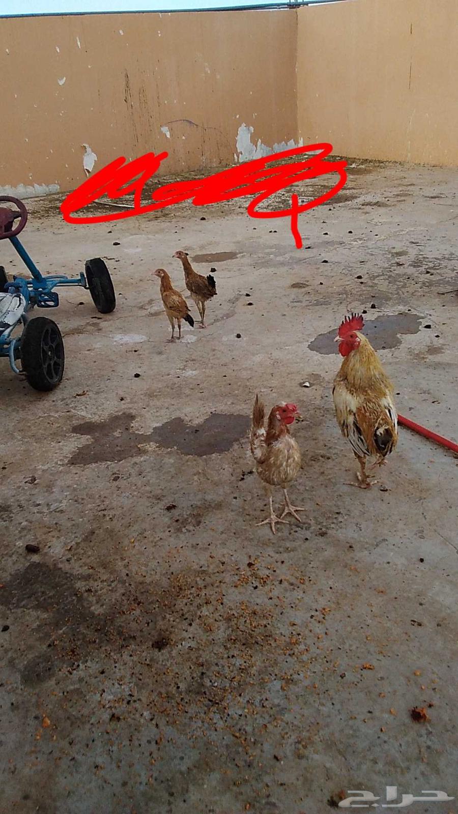 دجاج للبيع64371350153474110