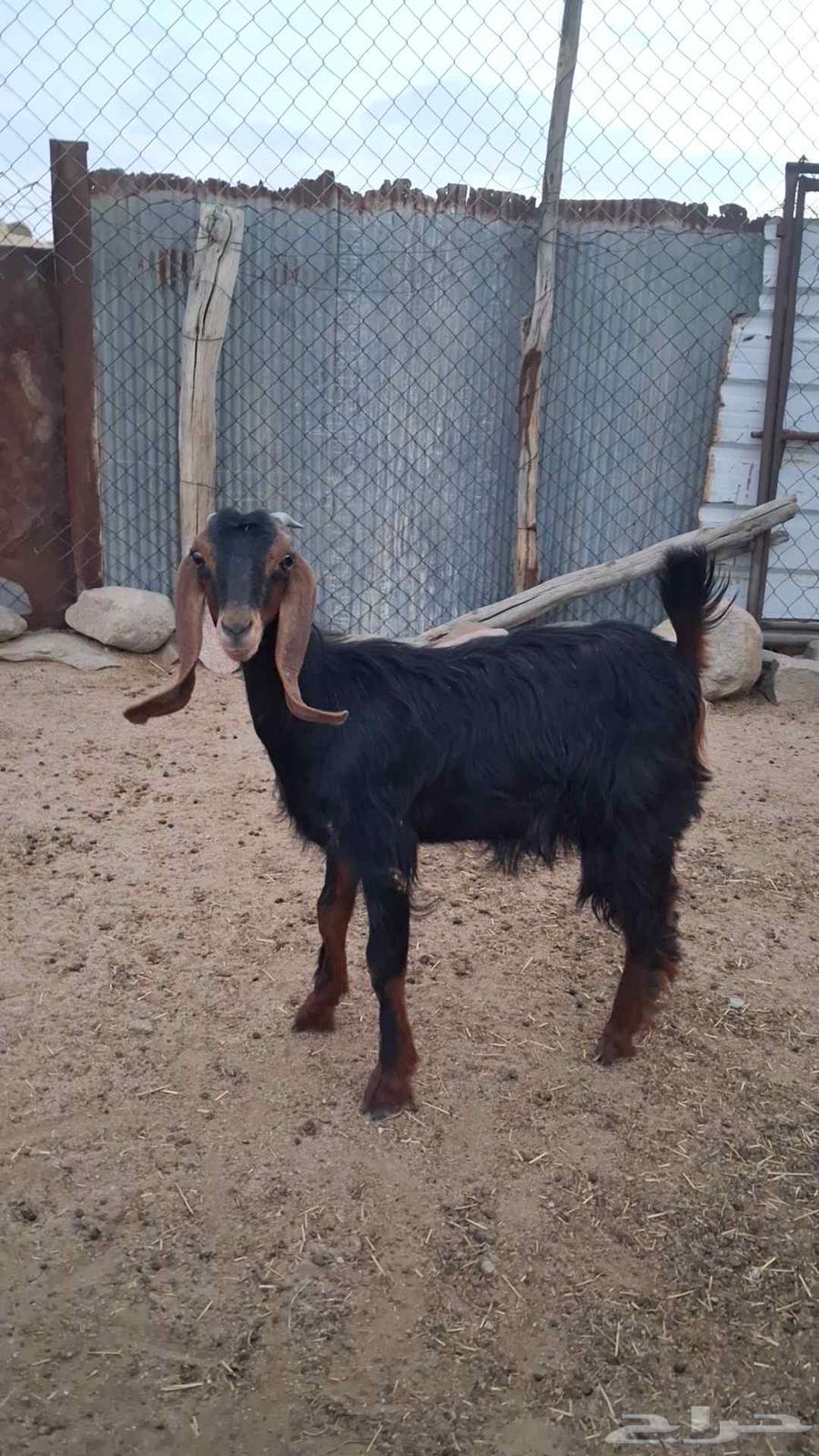 عناق صنف احو كفو64373297089025110