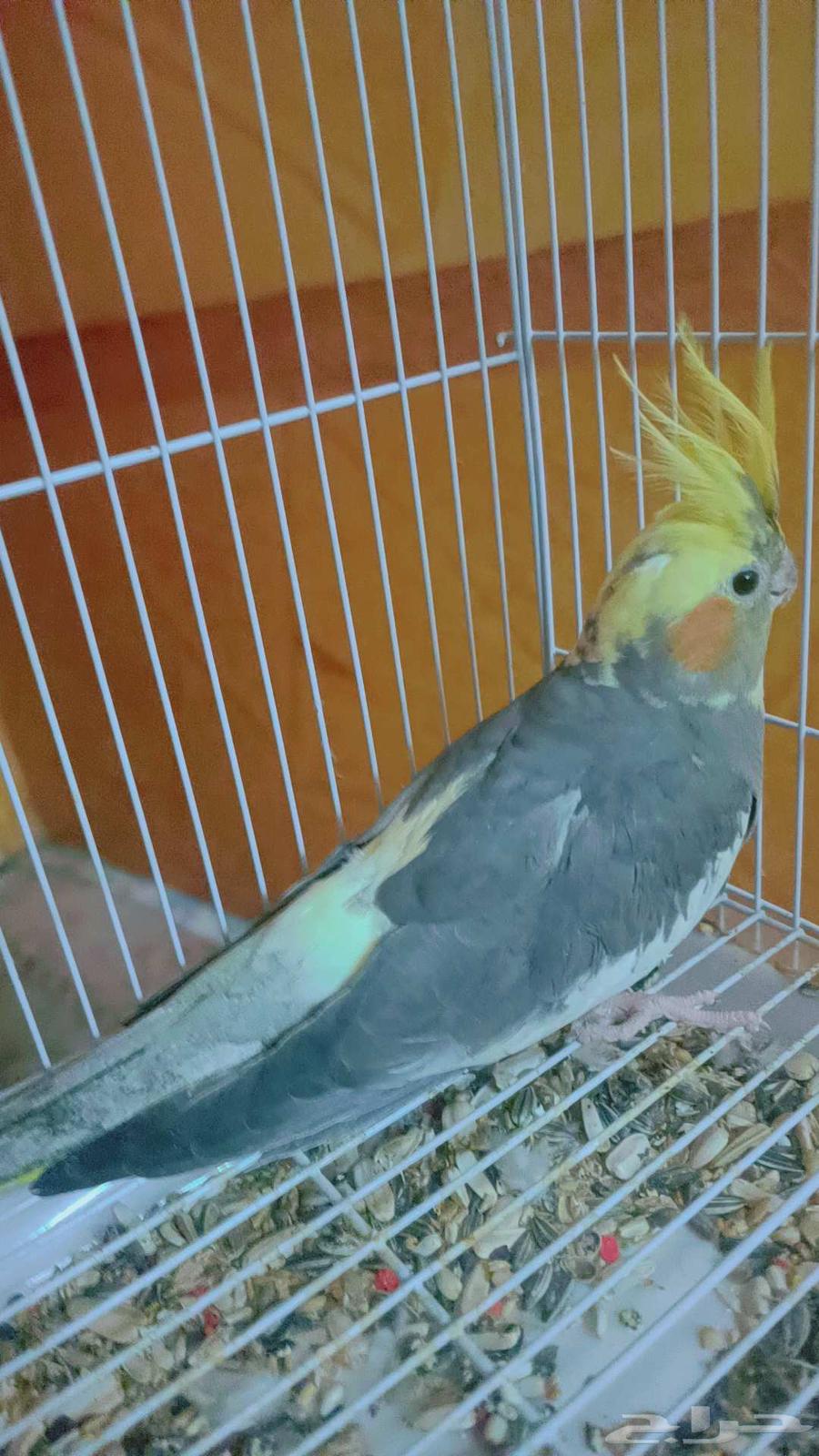 انثى كروان ( منتجه )64370813288705113