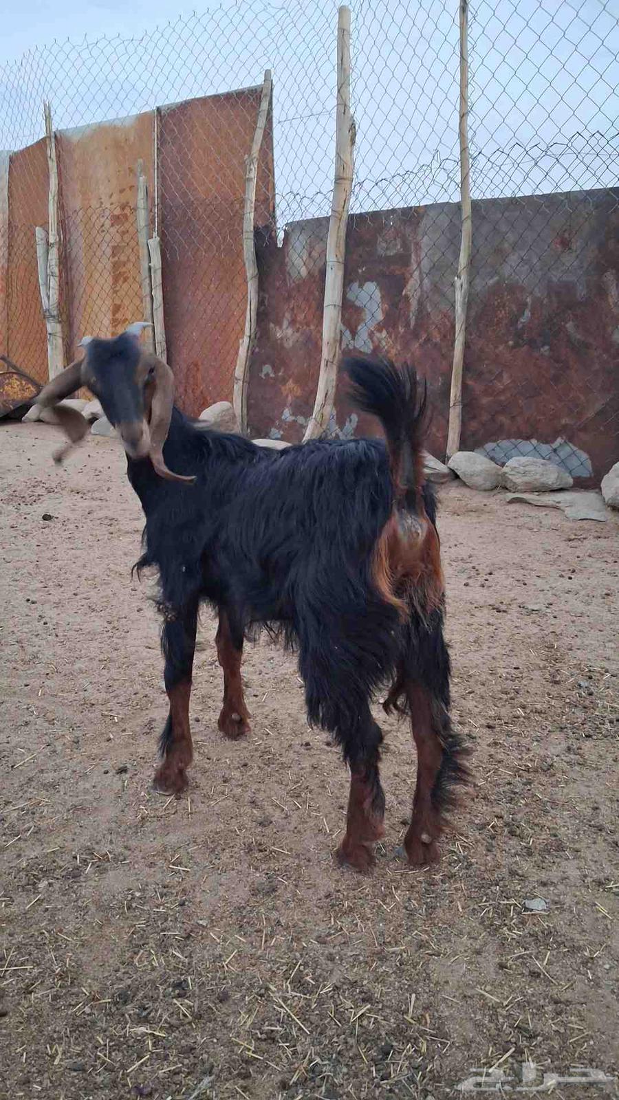 عناق صنف احو كفو64373297089025113