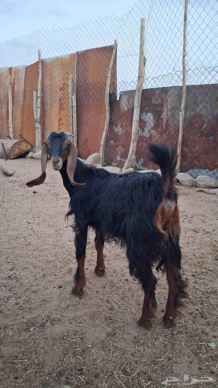 عناق صنف احو كفو64373297089025111