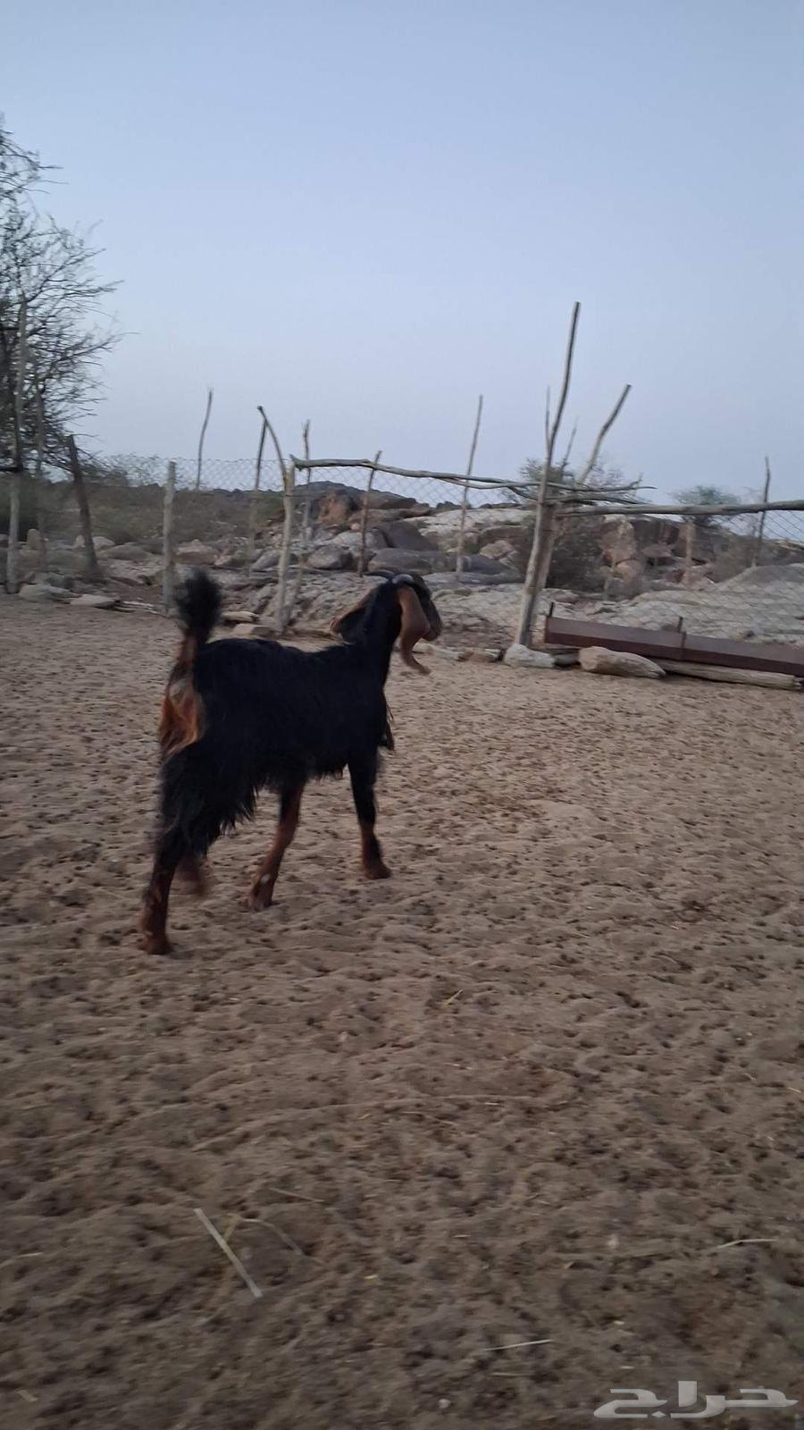 عناق صنف احو كفو64373297089025112