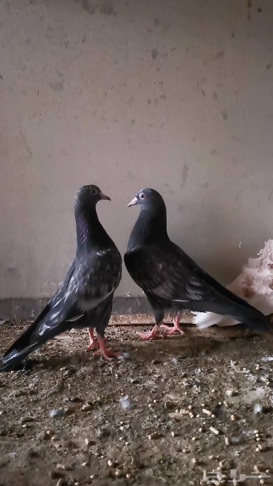 طبه حمام باكستاني رام اسود وطبه قطيفي احمر مذيل ابيض64363353463681112