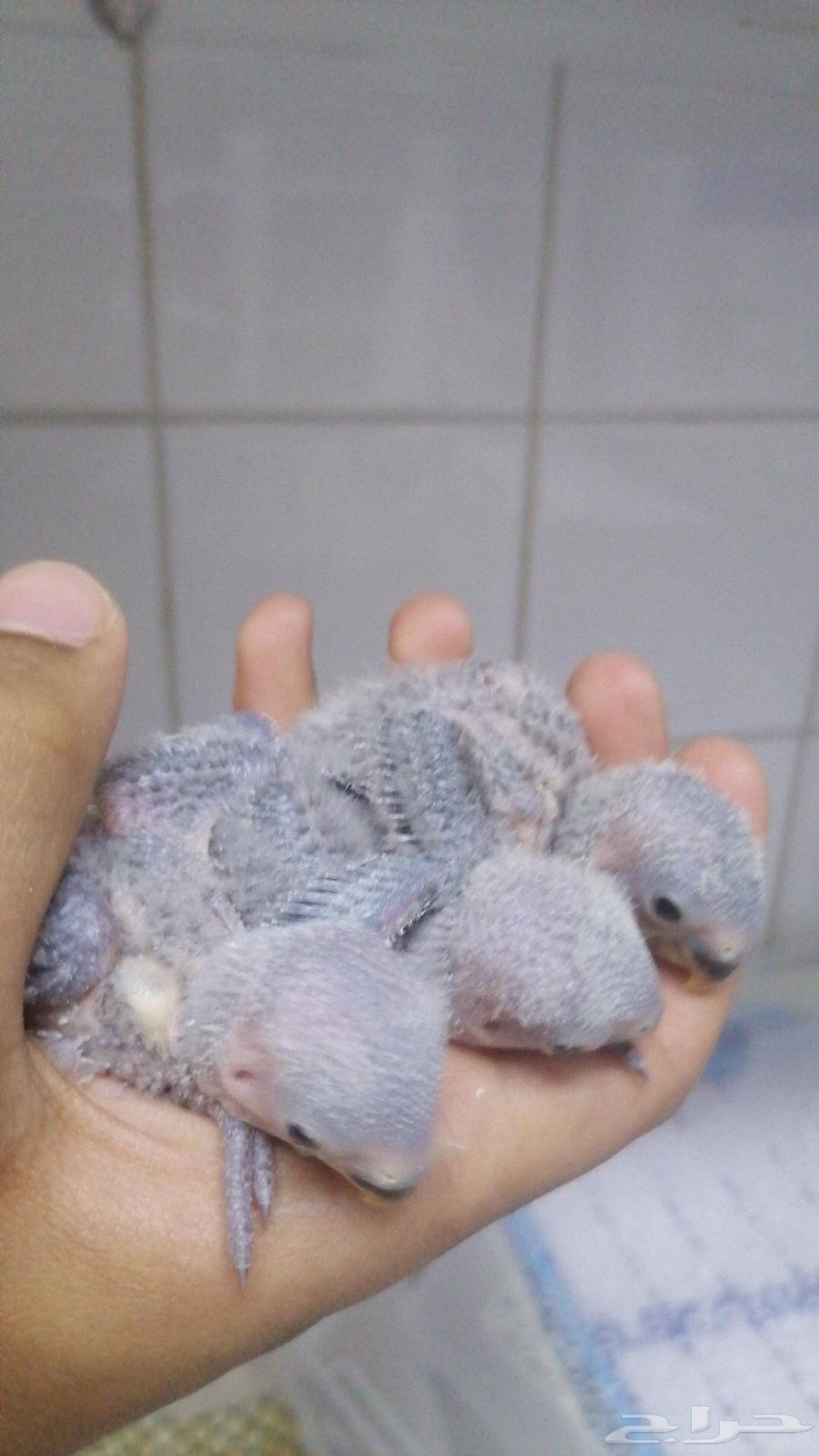 فروخ روز64365203411713110