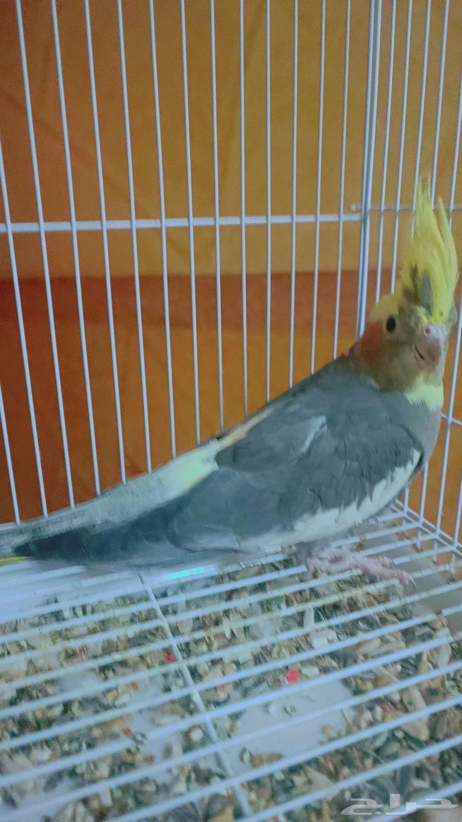 انثى كروان ( منتجه )64370813288705111