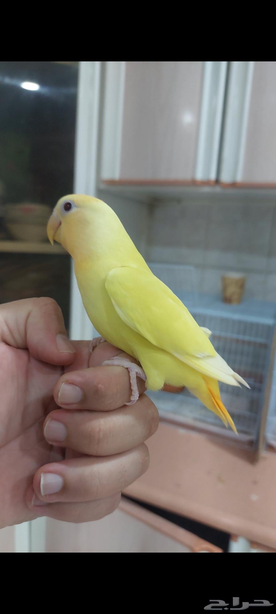 روز اورنج اوبلاين اليف مره64247000723586113