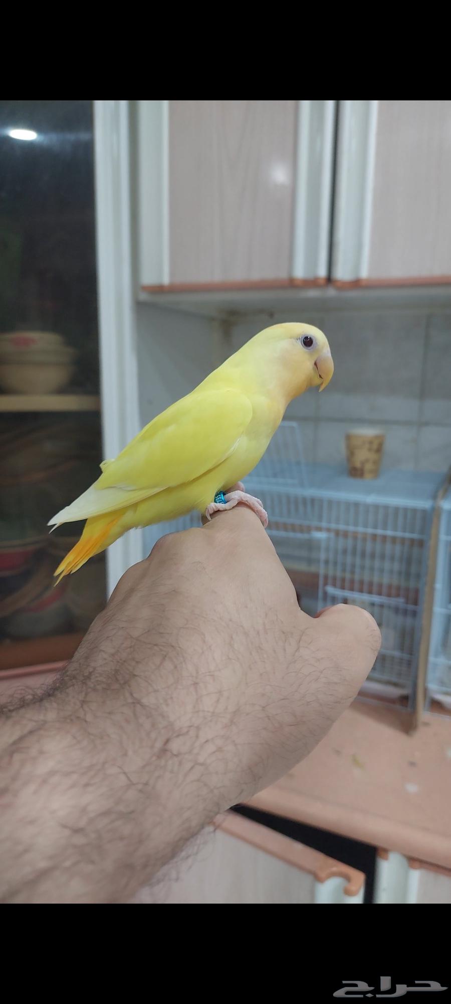 روز اورنج اوبلاين اليف مره64247000723586111