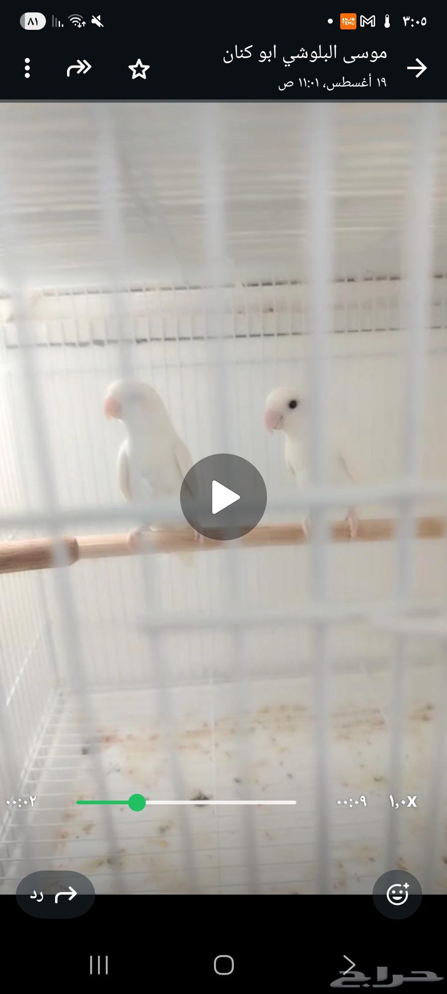 ازواج روز البينو اب عن جد مع فروخ والبعض مع البيض64369440193795112