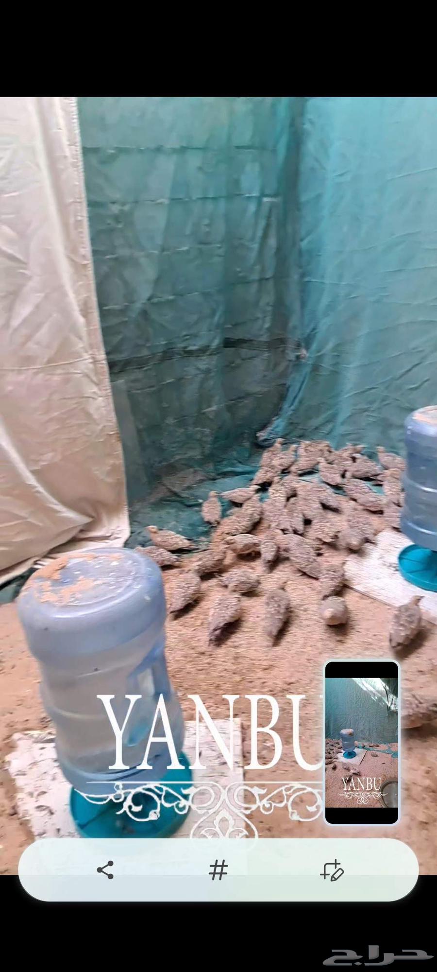 قطا جديد64369257803395111