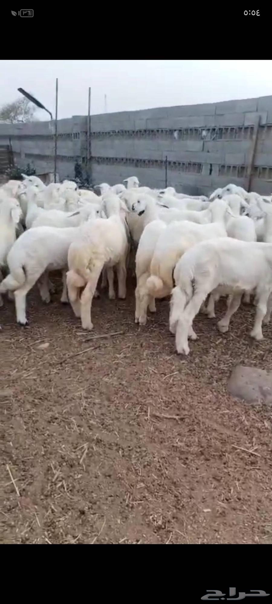 54头骆驼养殖出售64371847347842110