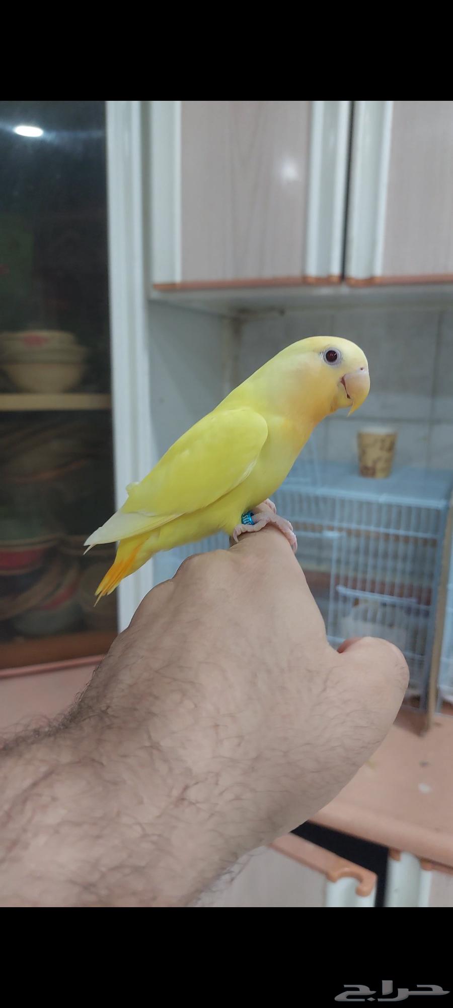 روز اورنج اوبلاين اليف مره64247000723586112