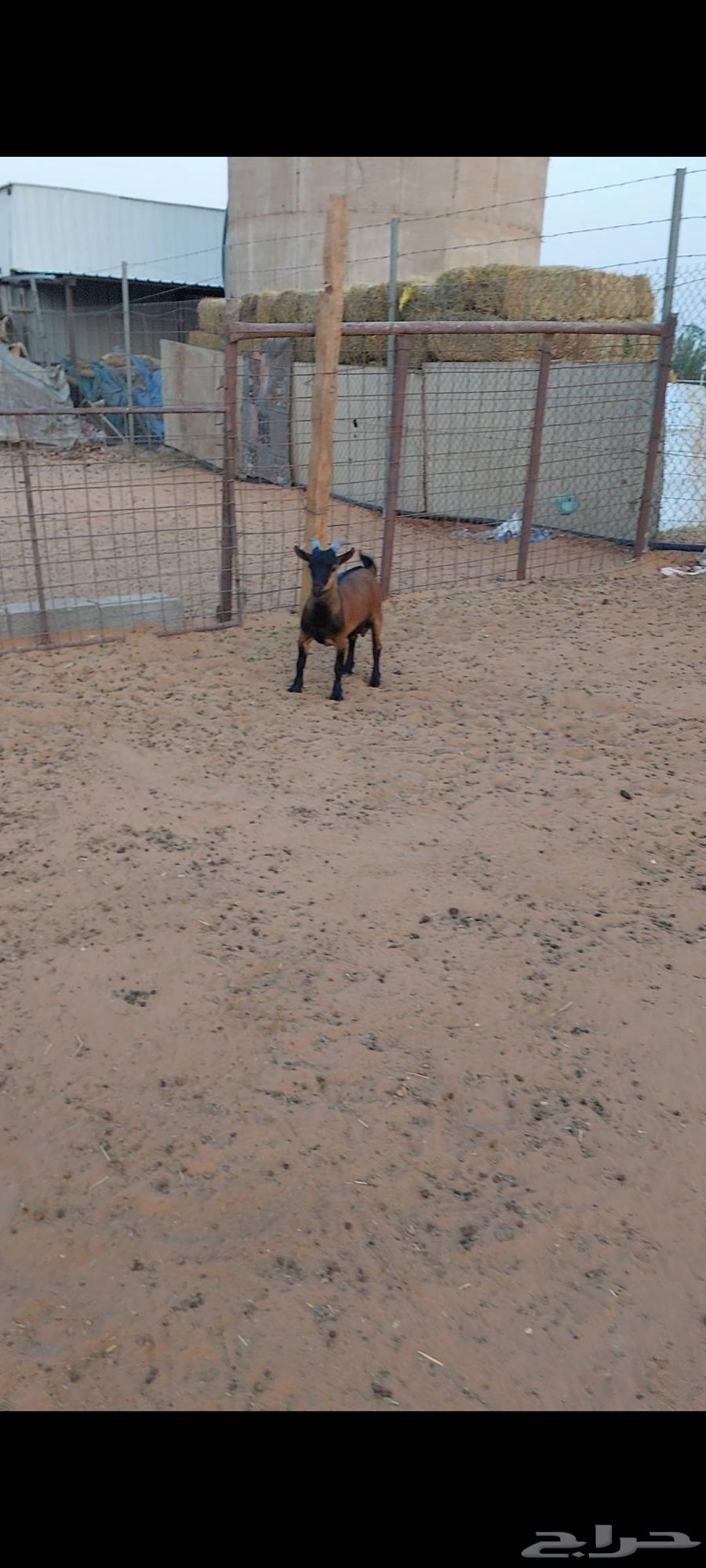 Dwarf goat for sale with unique color in Al-Jelah64372170707971110