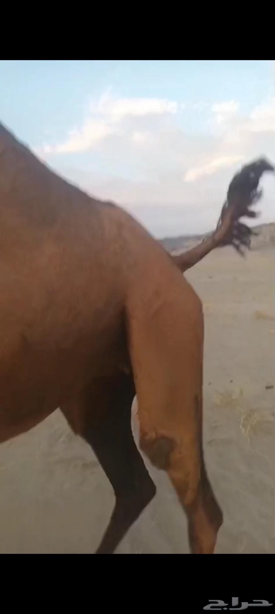 بكره رباع لقحه ب 450064366234289665110