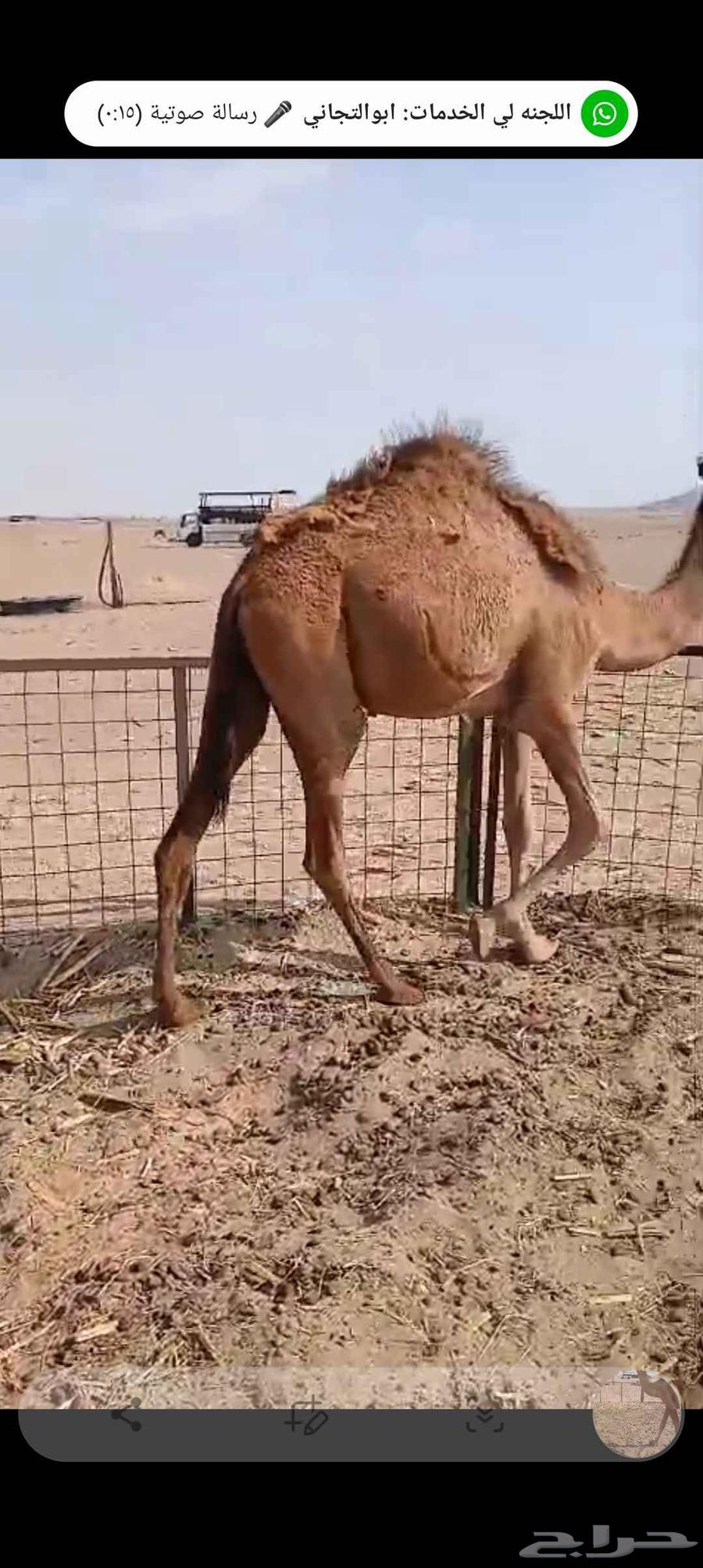 بكرة للبيع64369053840001112