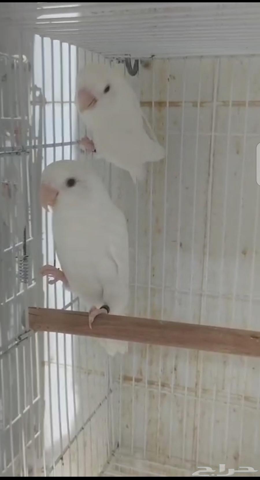 جوز روز جامبو منتج حمد الله64365923759362111