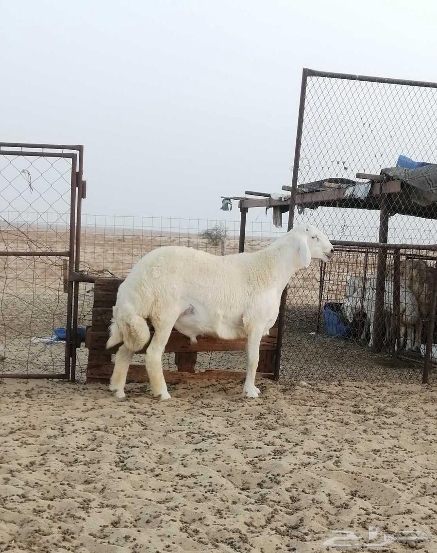 تم البيع64376750546689112