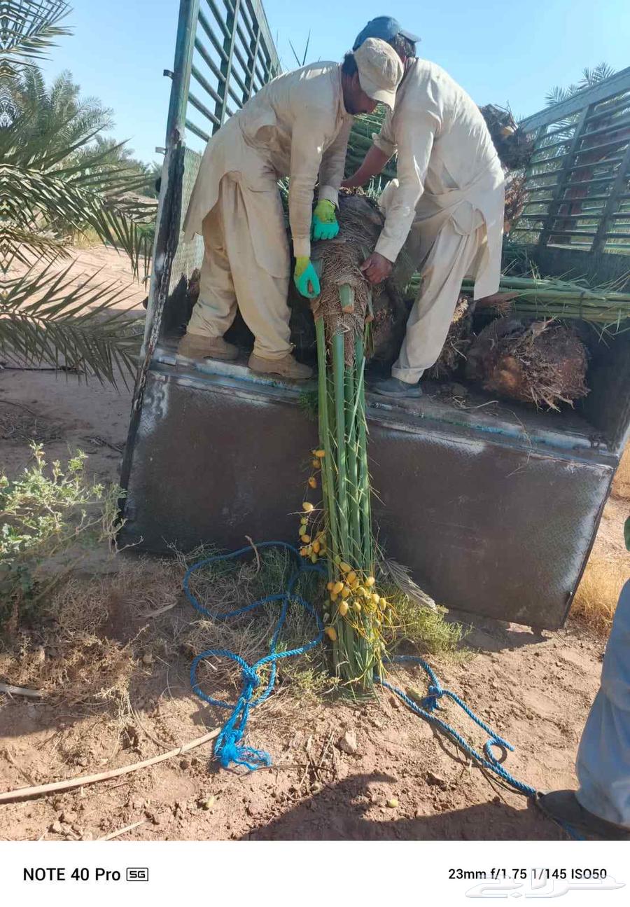 نخل مثمر للبيع خلاص صقعي برحي شيشي هلالي سكري منيفي64370799192577114