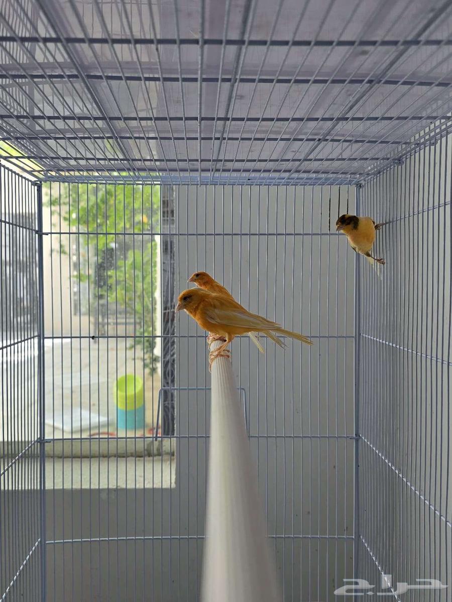 أجواز كناري منتجه64370842138371112