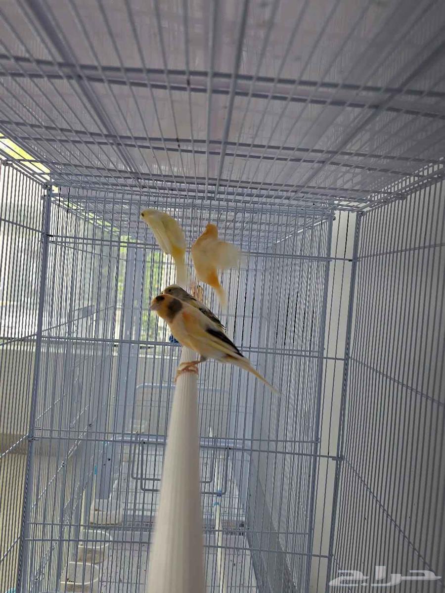 أجواز كناري منتجه64370842138371113