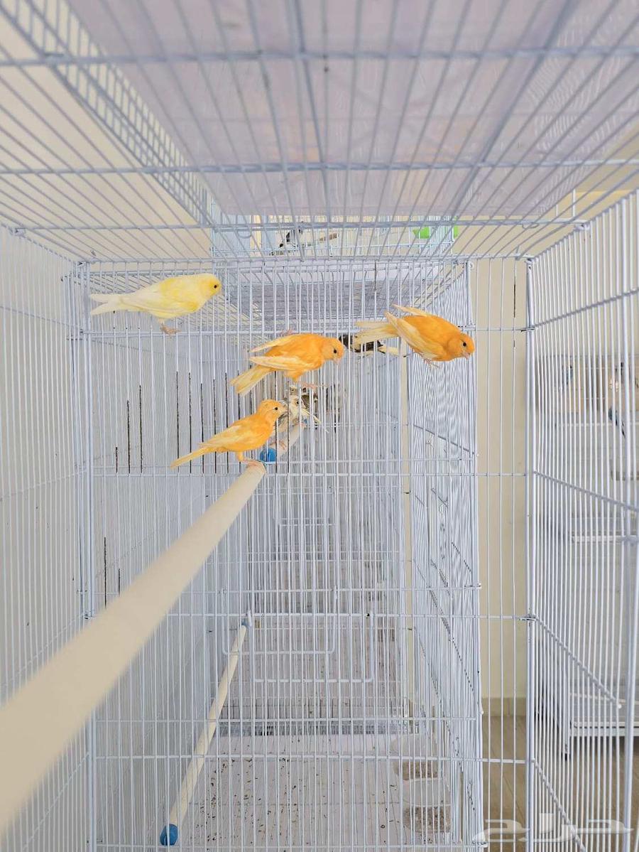 أجواز كناري منتجه64370842138371110