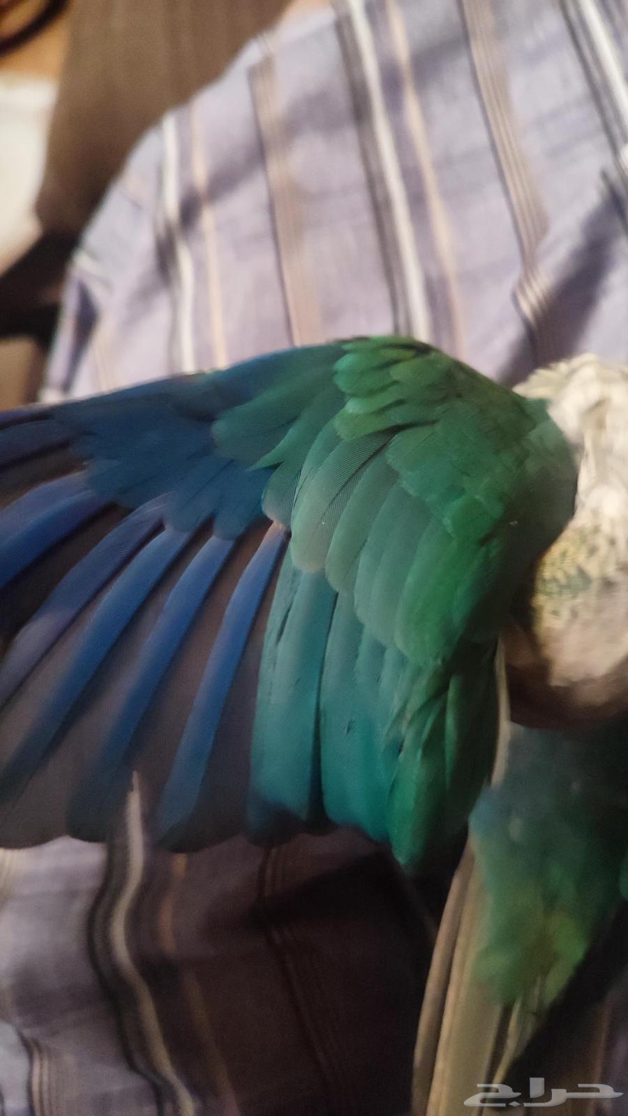 كنيور اليف هدد((تم البيع))64375572446723114