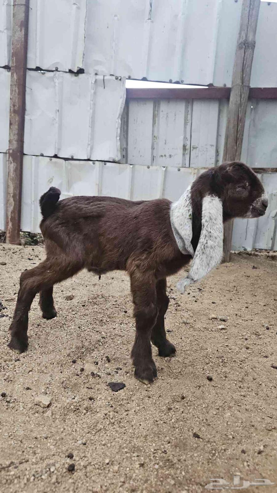 تيس جفر فاخر للبيع64372097422849110