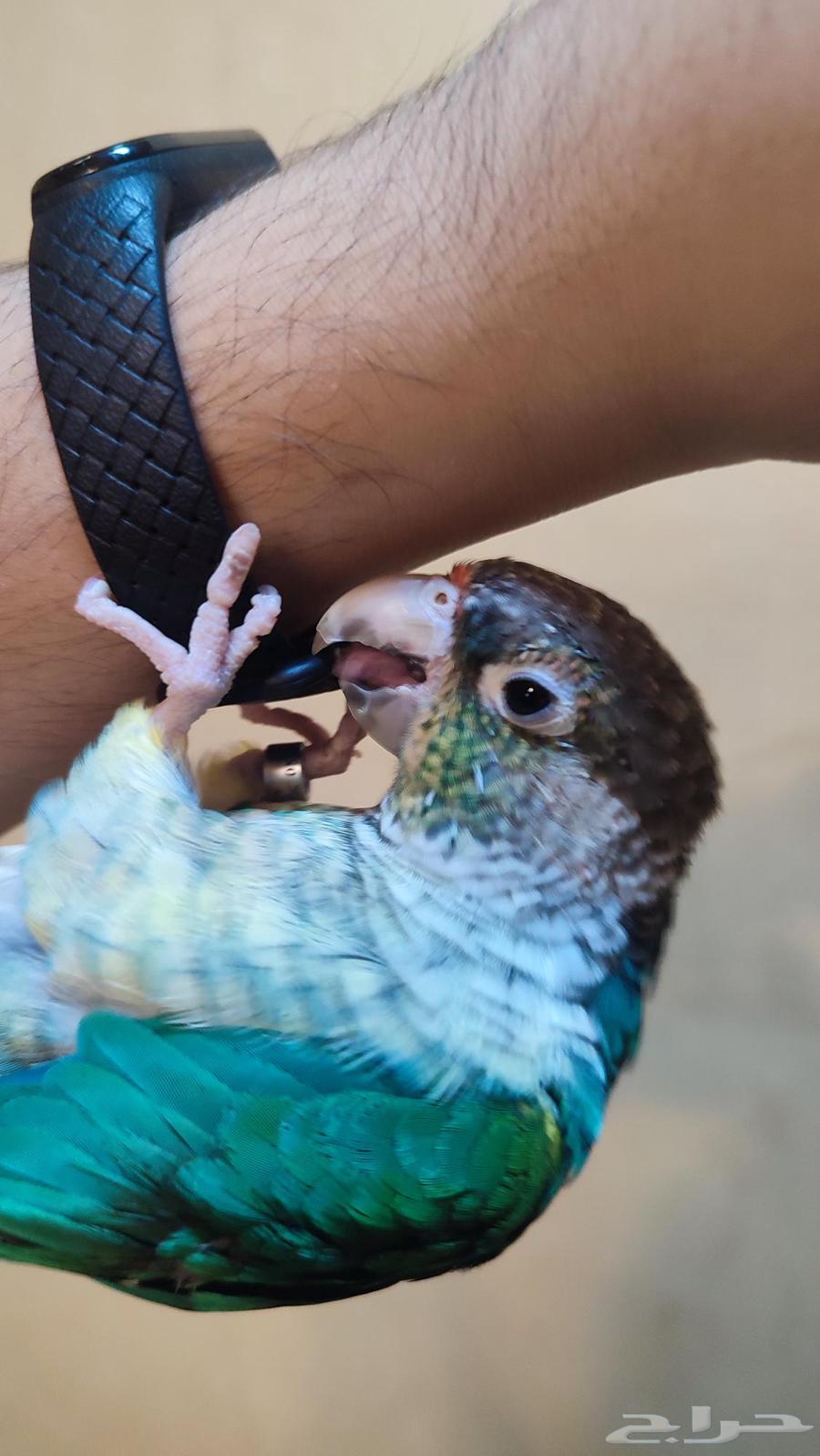 كنيور اليف هدد((تم البيع))64375572446723113