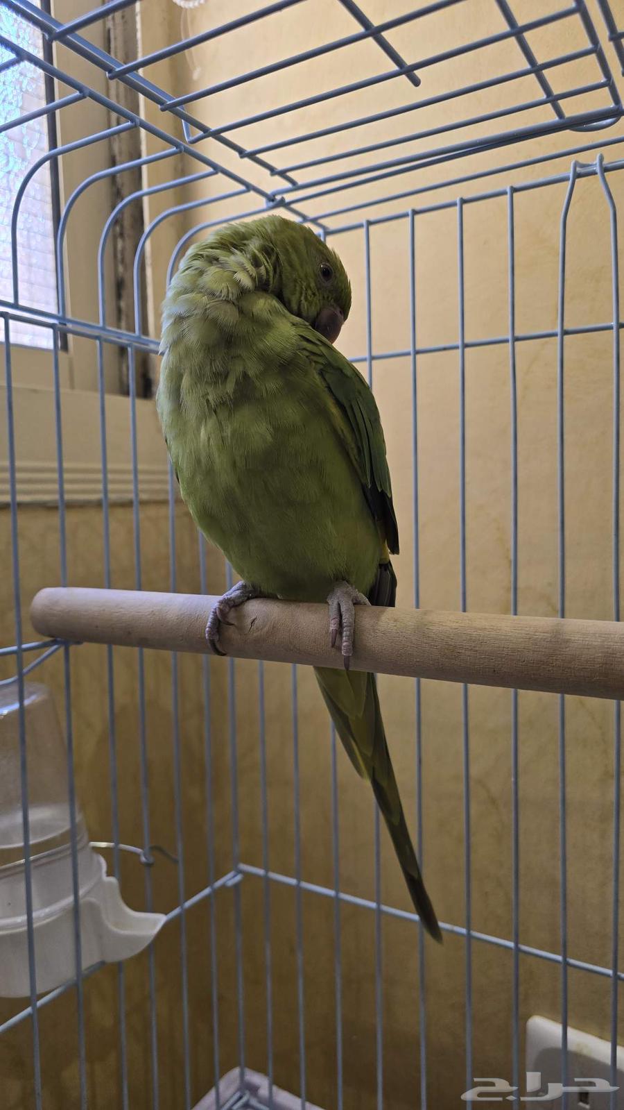ببغاء درة هندي للبيع64368878646275112