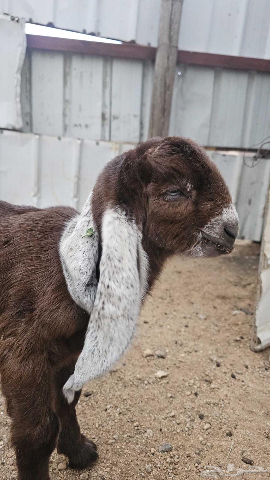 تيس جفر فاخر للبيع64372097422849112