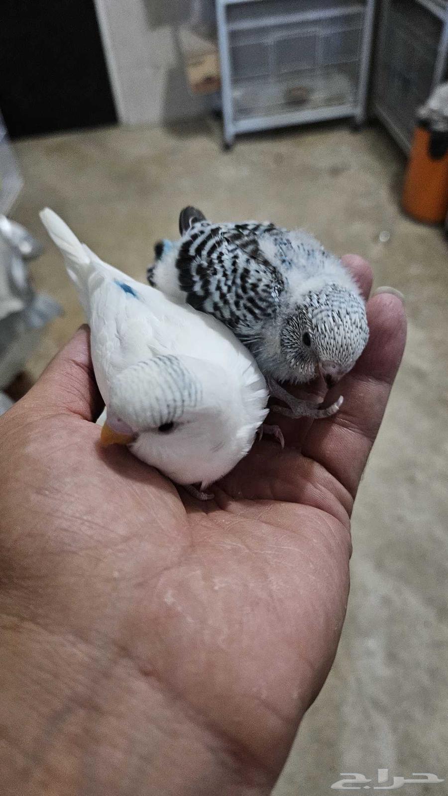 خمس فروخ بادجي الوان مميزه64365114646273113