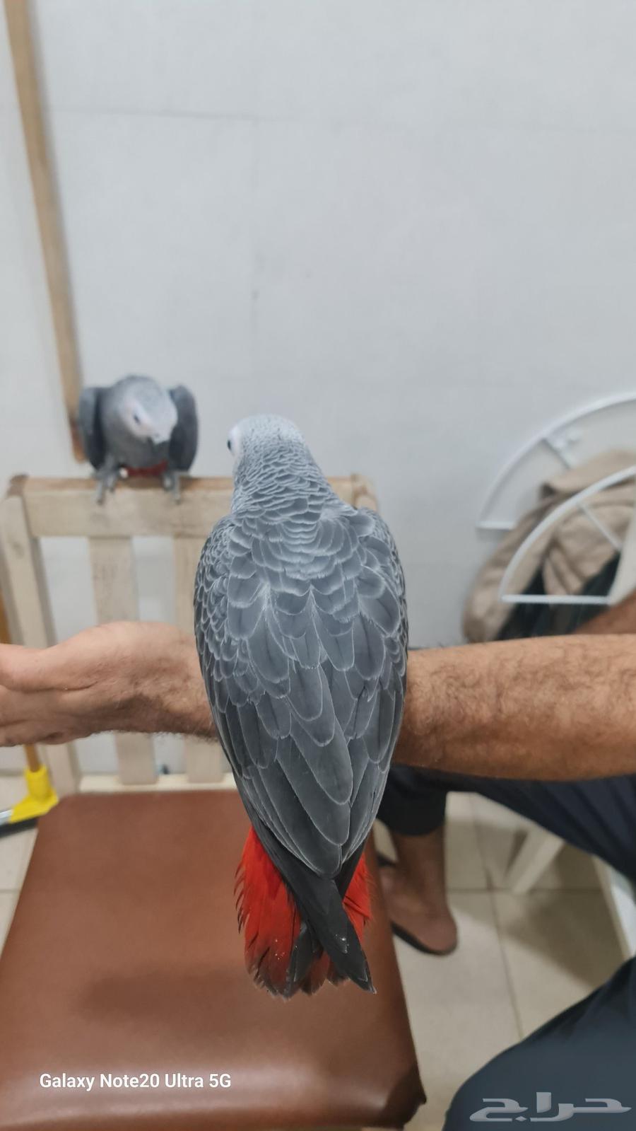 كاسكو للبيع64374009525634113