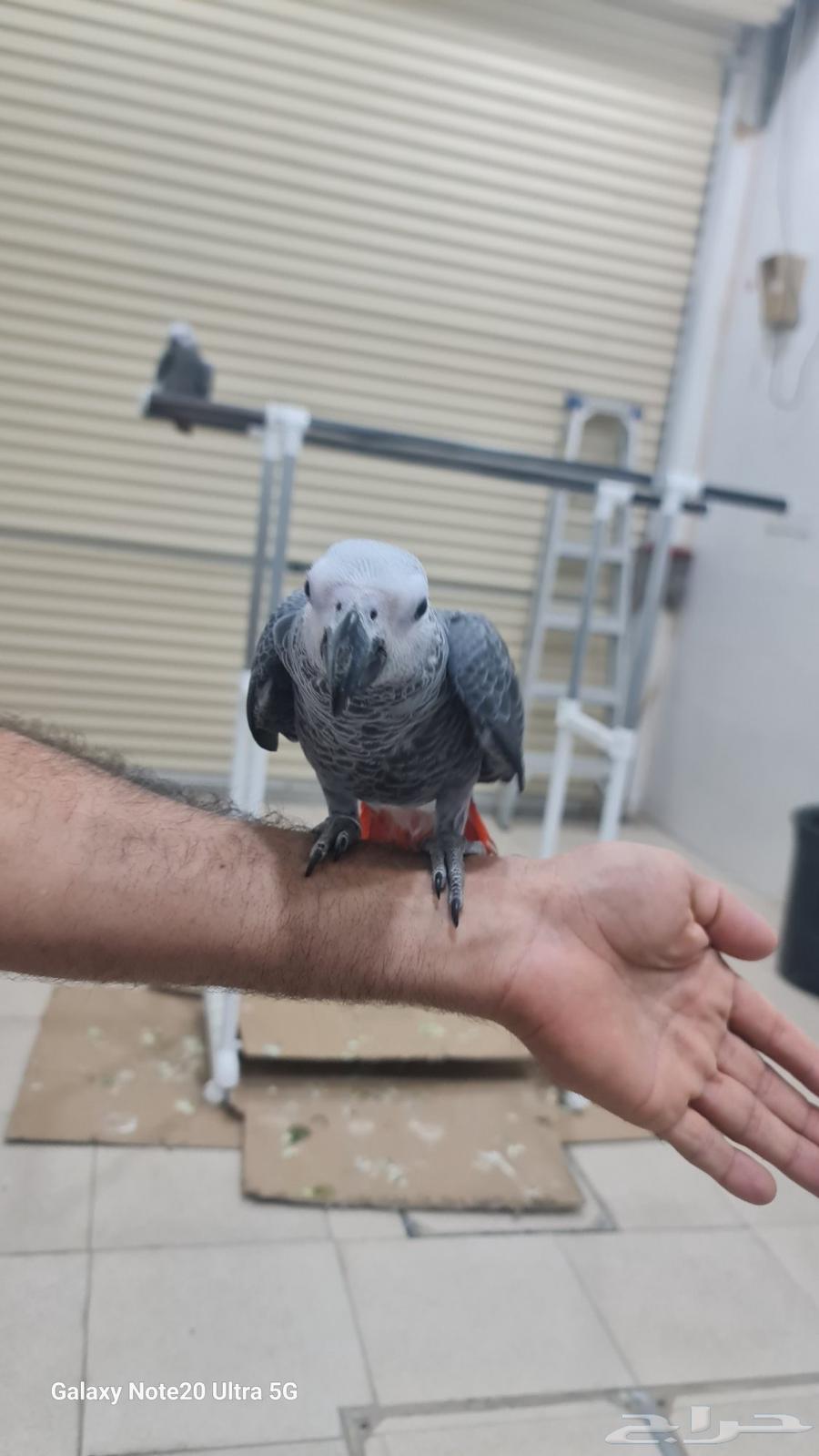 كاسكو للبيع64374009525634112