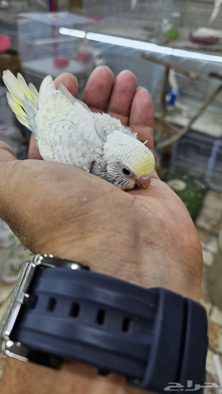 خمس فروخ بادجي الوان مميزه64365114646273114