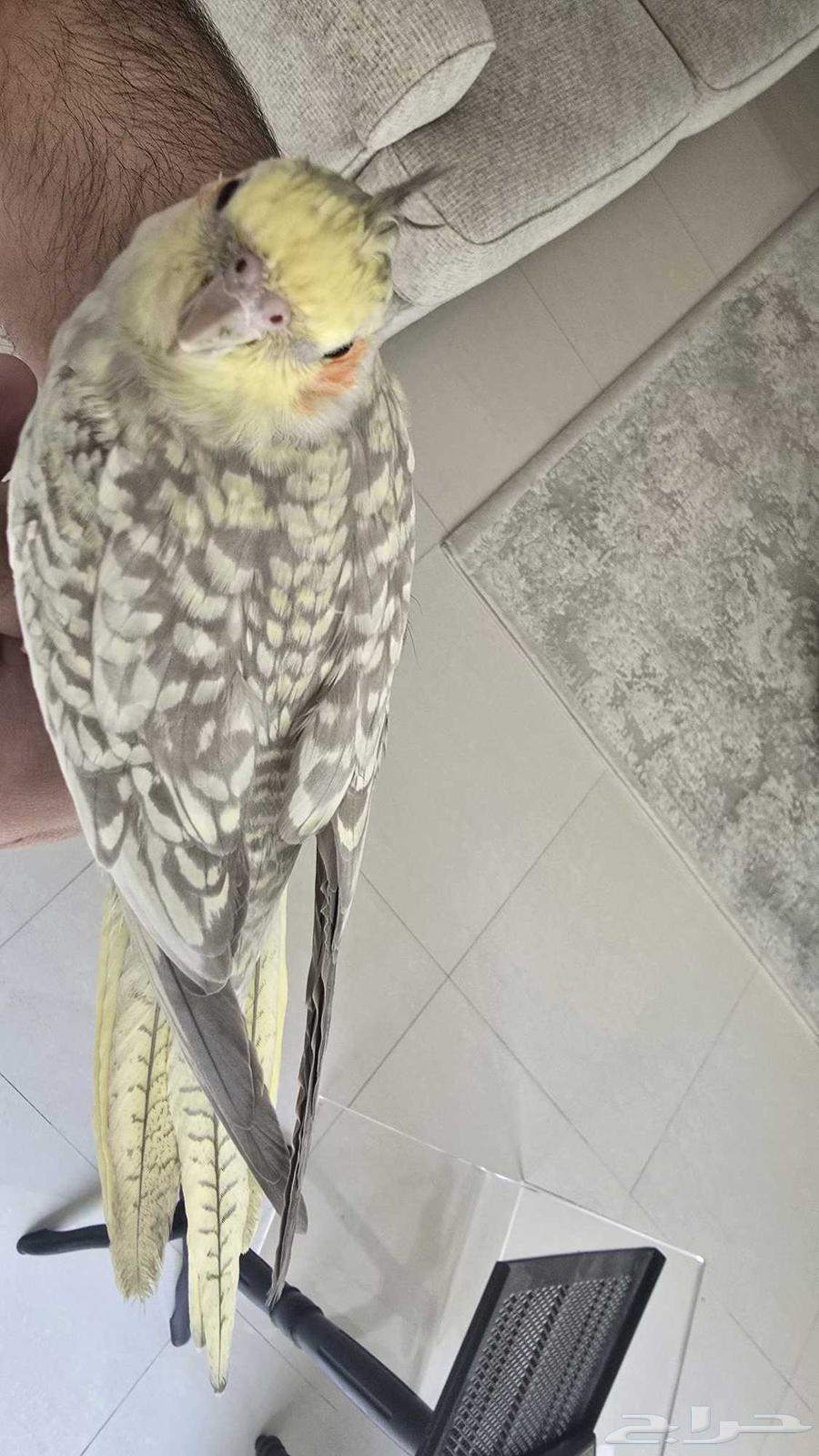 كروان فراشة انثى قمة الولافة64366967523201111