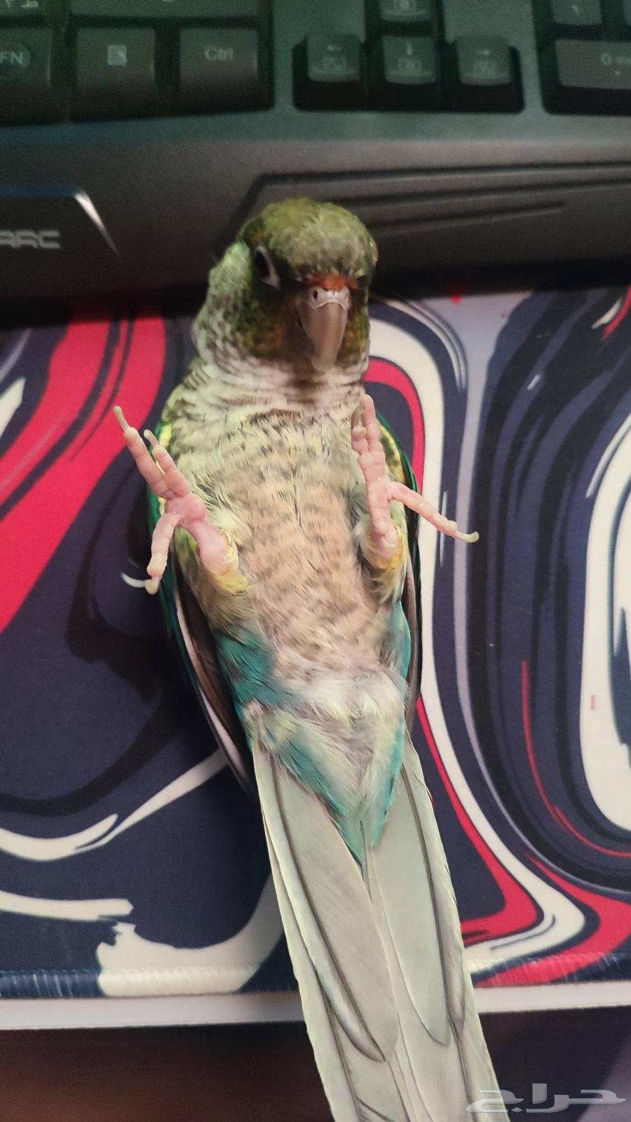 كنيور اليف هدد((تم البيع))64375572446723110