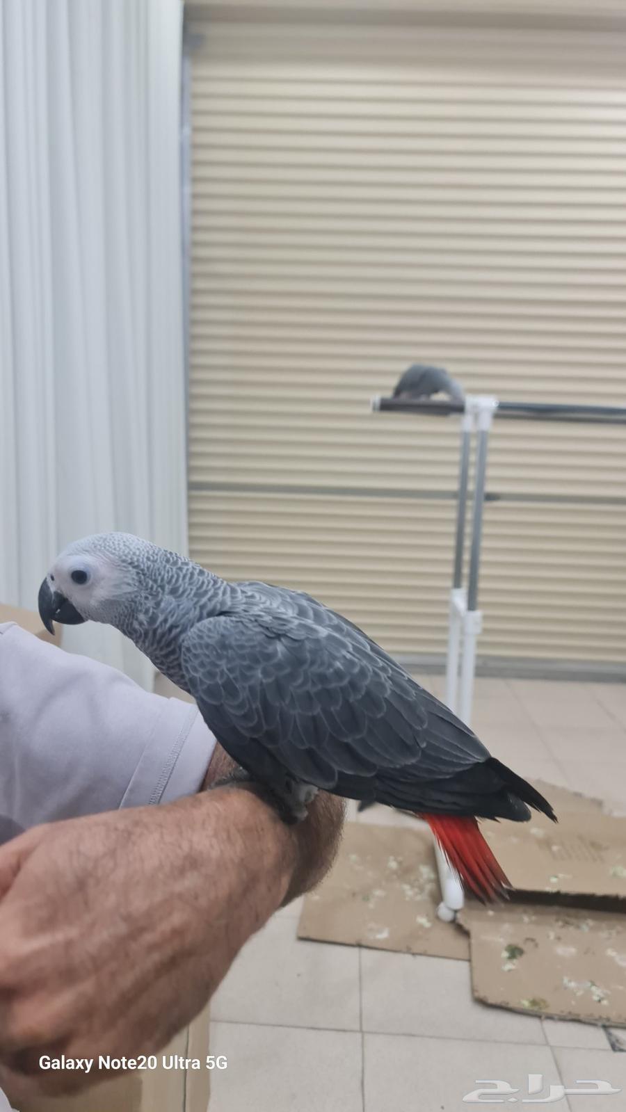 كاسكو للبيع64374009525634110