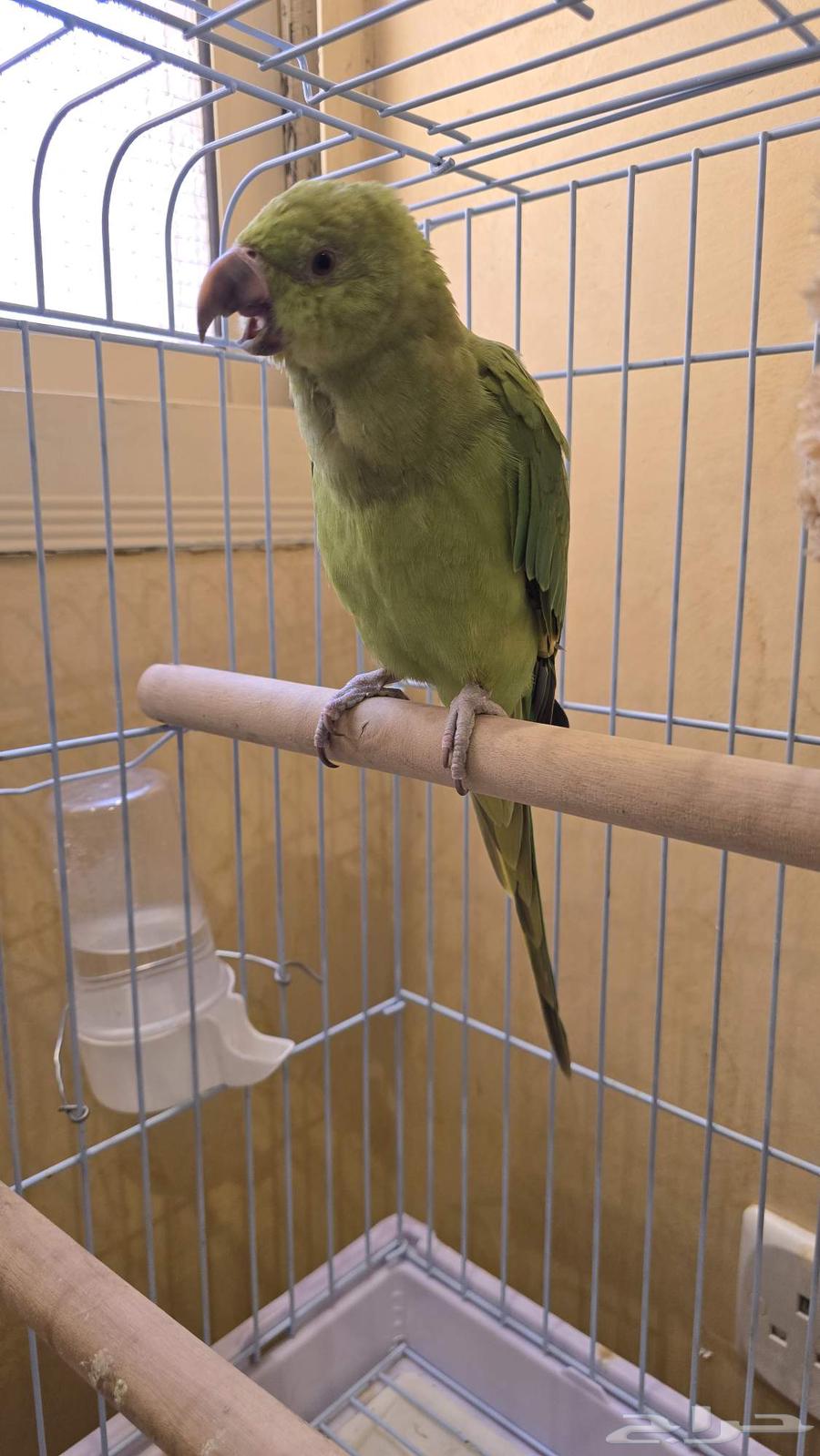 ببغاء درة هندي للبيع64368878646275111