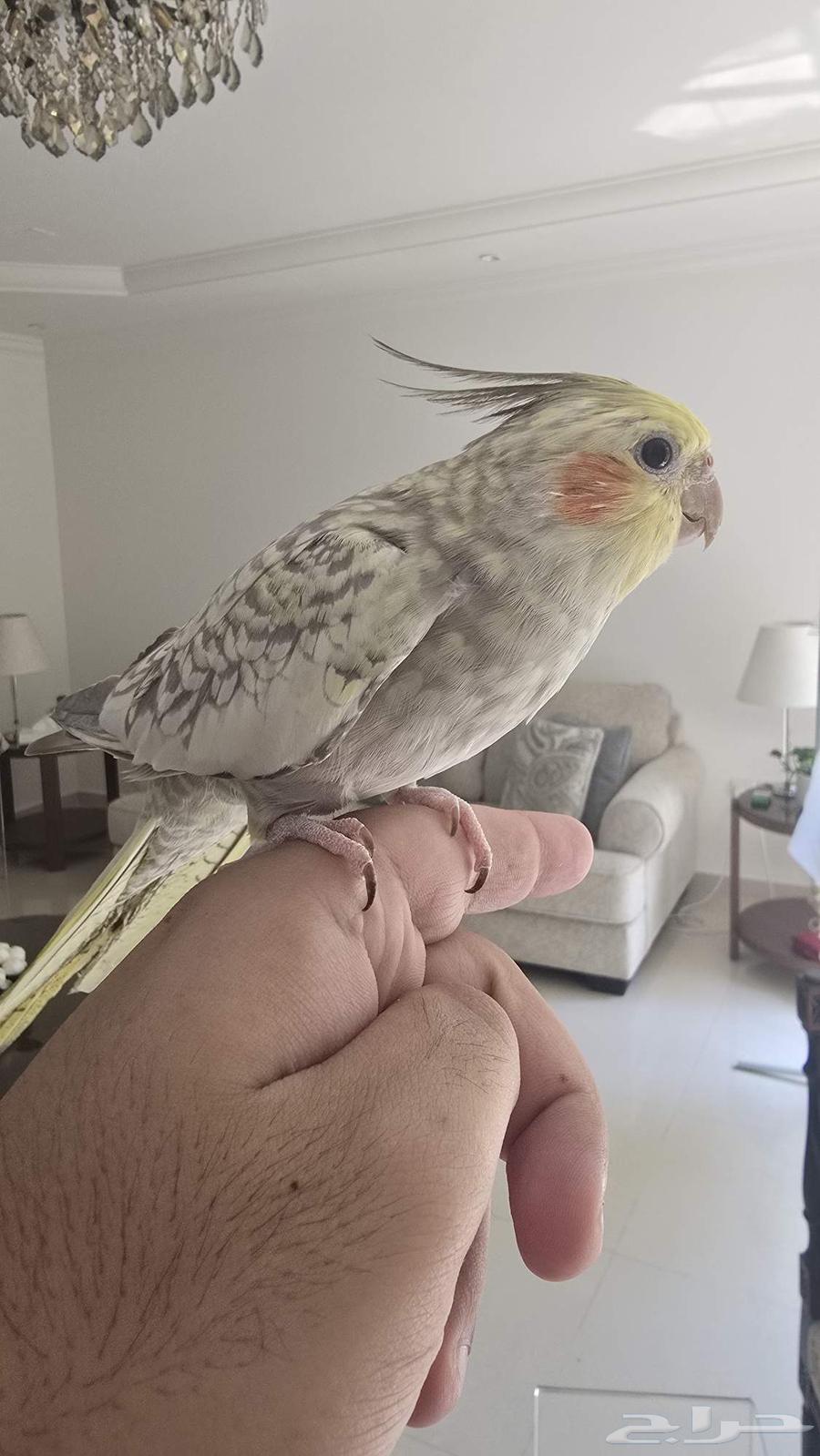 كروان فراشة انثى قمة الولافة64366967523201110