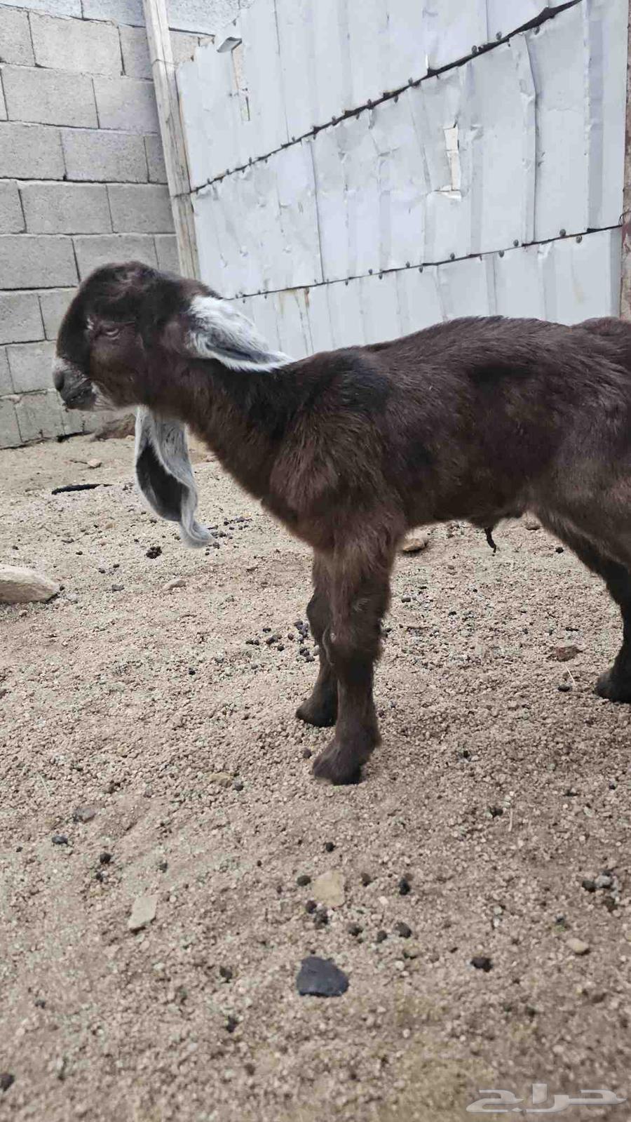 تيس جفر فاخر للبيع64372097422849111