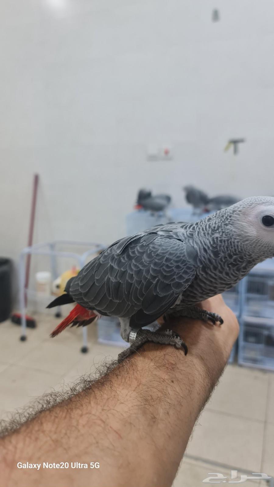 كاسكو للبيع64374009525634111